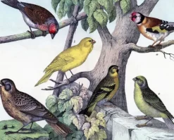 Madame Treacle Greeting Cards-Birdies - Little Vintage Greeting Card