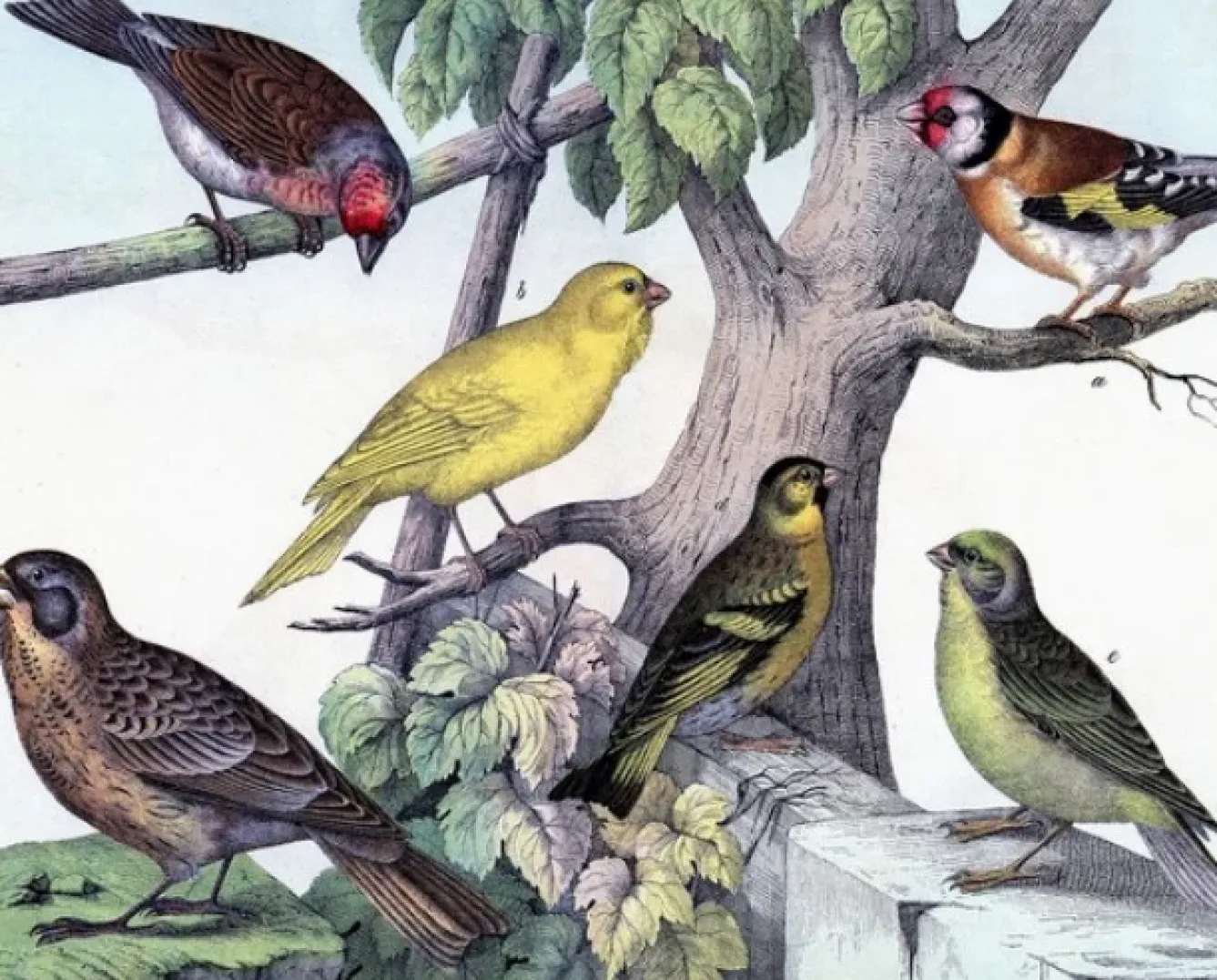 Madame Treacle Greeting Cards-Birdies - Little Vintage Greeting Card