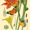 Madame Treacle Greeting Cards-Botanical N0:3 Greetings Card