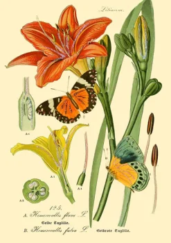 Madame Treacle Greeting Cards-Botanical N0:3 Greetings Card