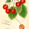 Madame Treacle Greeting Cards-Cherry Greetings Card
