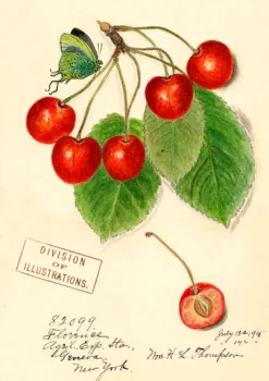 Madame Treacle Greeting Cards-Cherry Greetings Card