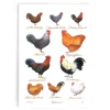 Samuel Lamont Tea|Tea Towels-Chicken Breeds Cotton Tea Towel
