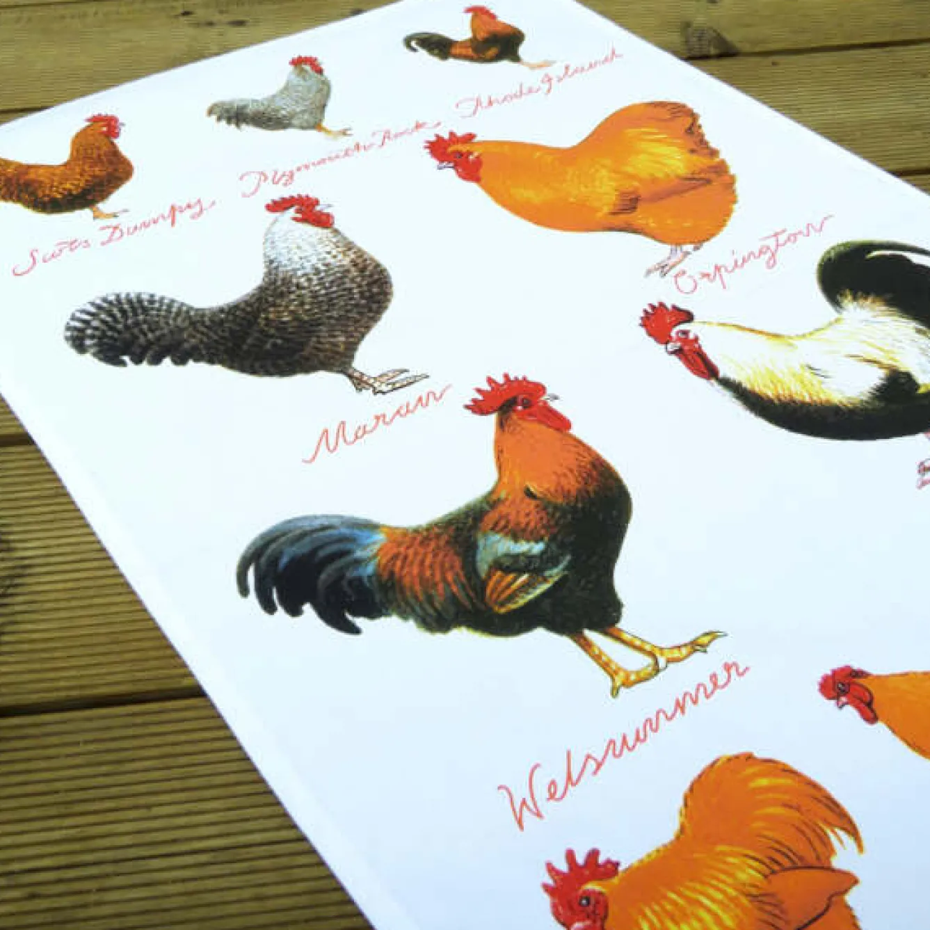 Samuel Lamont Tea|Tea Towels-Chicken Breeds Cotton Tea Towel