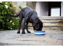 Cornishware Pets|Bowls & Dishes-Dog Bowl