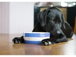 Cornishware Pets|Bowls & Dishes-Dog Bowl