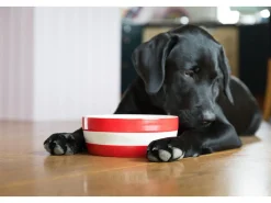 Cornishware Pets|Bowls & Dishes-Dog Bowl