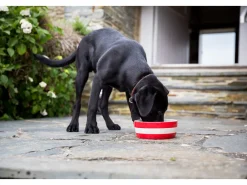 Cornishware Pets|Bowls & Dishes-Dog Bowl