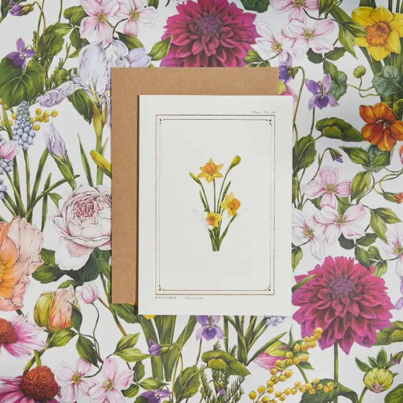 Catherine Lewis Greeting Cards-Daffodil- 'Botanical Archive: Everyday Edition' - card