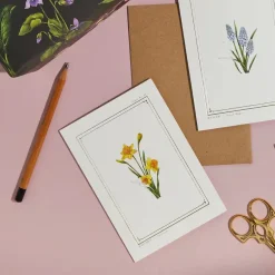 Catherine Lewis Greeting Cards-Daffodil- 'Botanical Archive: Everyday Edition' - card