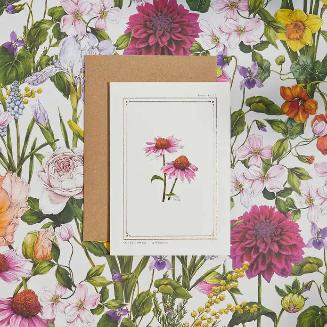 Catherine Lewis Greeting Cards-Echinacea - 'Botanical Archive: Everyday Edition' - card