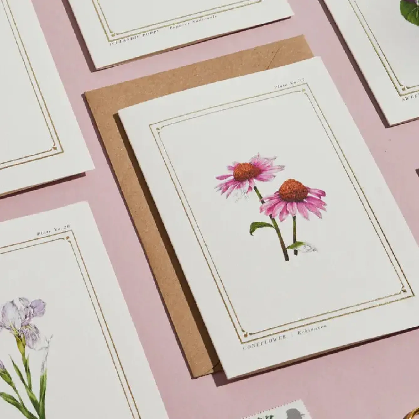 Catherine Lewis Greeting Cards-Echinacea - 'Botanical Archive: Everyday Edition' - card