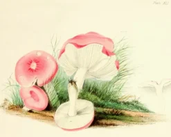 Madame Treacle Greeting Cards-Four Mushrooms- Little Vintage Greeting Card
