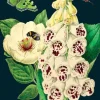Madame Treacle Greeting Cards-Foxglove & Peony Greetings Card