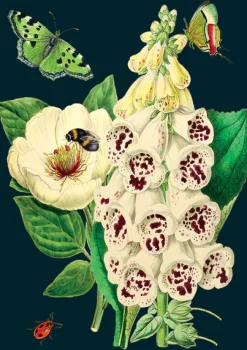 Madame Treacle Greeting Cards-Foxglove & Peony Greetings Card