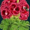 Madame Treacle Greeting Cards-Geranium Bee Greetings Card