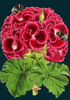 Madame Treacle Greeting Cards-Geranium Bee Greetings Card