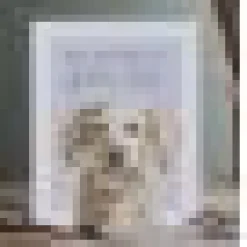 Wrendale Designs Greeting Cards-'Golden Oldie' Birthday Greetings Card