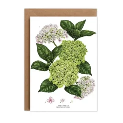 Catherine Lewis Greeting Cards-Hydrangea - card