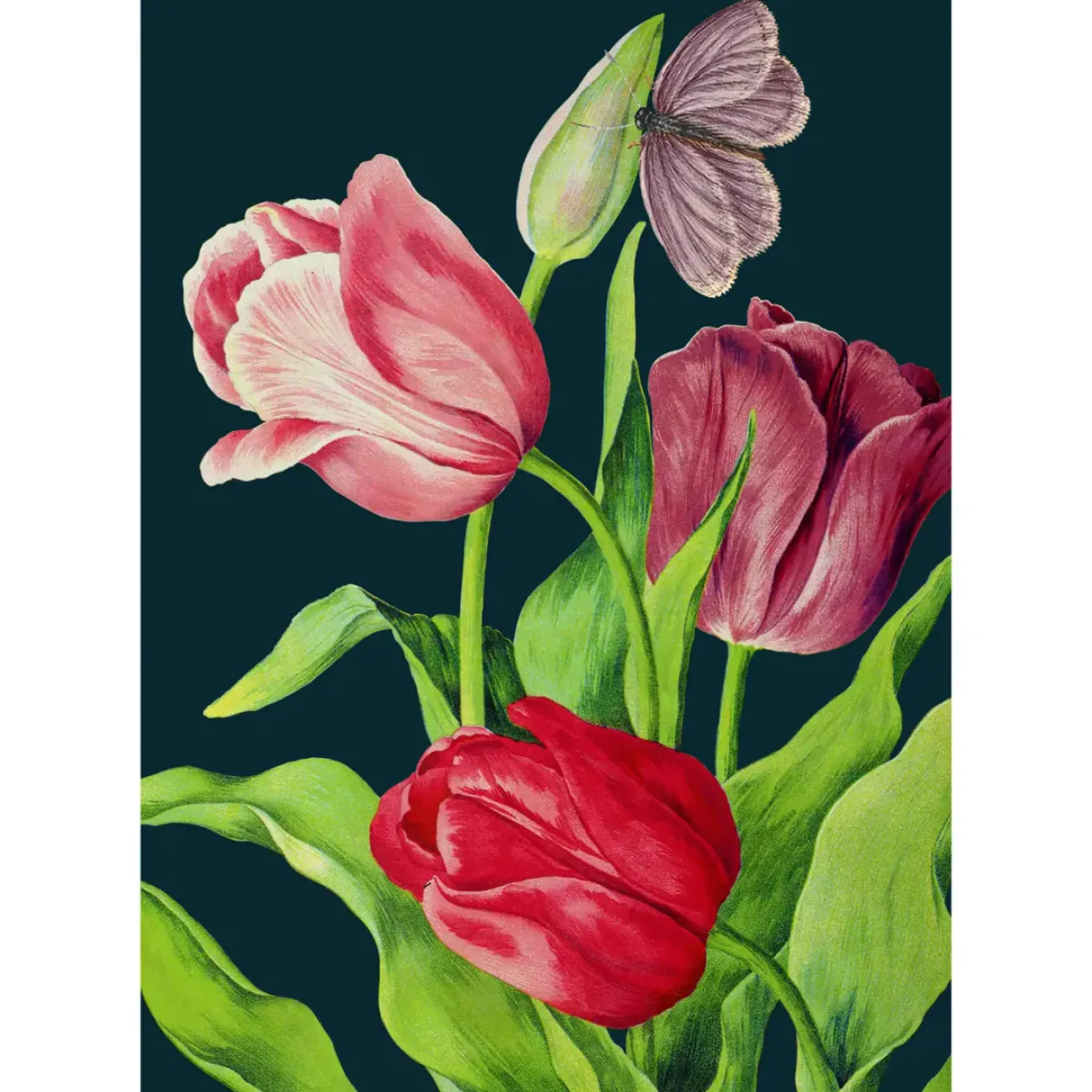 Madame Treacle Greeting Cards-Midnight Tulips Card