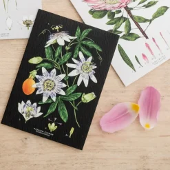 Catherine Lewis Greeting Cards-Passion Flower - Black - Greetings Card