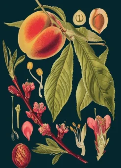 Madame Treacle Greeting Cards-Peach Greetings Card