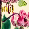 Madame Treacle Greeting Cards-Pink Lily with Green Butterfly Greetings Card