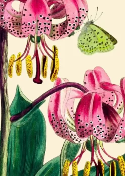 Madame Treacle Greeting Cards-Pink Lily with Green Butterfly Greetings Card