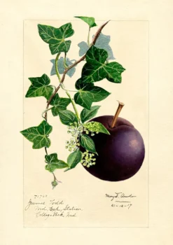 Madame Treacle Greeting Cards-Plum Greeting Card