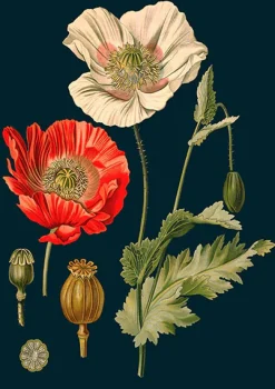 Madame Treacle Greeting Cards-Poppy Greeting Card