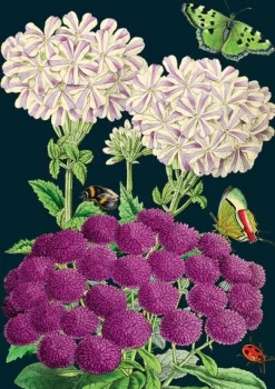 Madame Treacle Greeting Cards-Purples Greetings Card