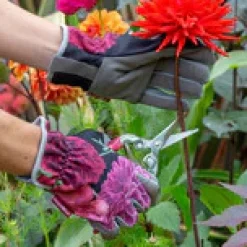Burgon & Ball Gardening-RHS British Blooms Gardening Gloves