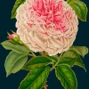 Madame Treacle Greeting Cards-Rose Greetings Card