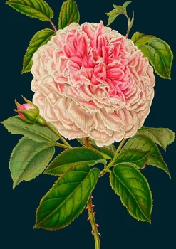 Madame Treacle Greeting Cards-Rose Greetings Card