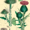 Madame Treacle Greeting Cards-Thistle Glitter Greetings Card