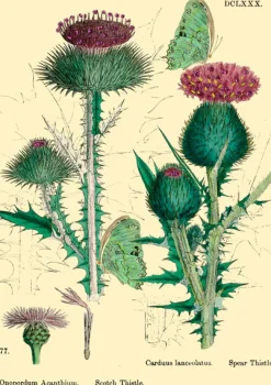 Madame Treacle Greeting Cards-Thistle Glitter Greetings Card