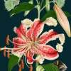 Madame Treacle Greeting Cards-Tiger Lily Greetings Card