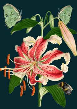 Madame Treacle Greeting Cards-Tiger Lily Greetings Card