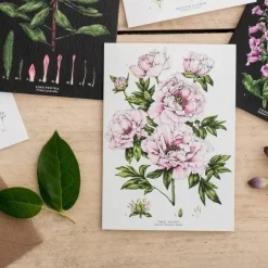 Catherine Lewis Greeting Cards-Tree Peony - card