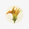 Emma Bridgewater Plates-Vegetable Garden Courgette Flower 6 1/2 inch Plate
