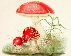 Madame Treacle Greeting Cards-Woodland Mushrooms - Little Vintage Greeting Card